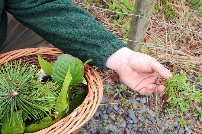 Adult Foraging Walk & Bushcraft Cookery Course for Beginners - Ethical and sustainable foraging: the rules behind the fun