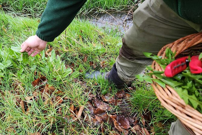 Adult Foraging Walk & Bushcraft Cookery Course for Beginners - Price and value: what $88.24 buys you