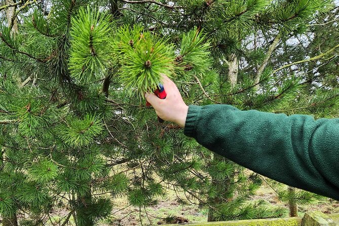 Adult Foraging Walk & Bushcraft Cookery Course for Beginners - Plant ID that actually sticks (and why you should care)