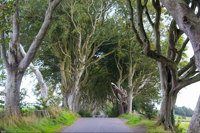 Experience the Antrim Coast and the Land of Giants - Private Tour - Bushmills Distillery: whisky tour, tasting, and hard-to-find purchases