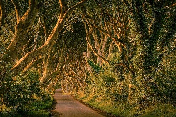 From Belfast-Giants Causeway, Dunluce Castle and Dark Hedges tour - The Dark Hedges stop, Game of Thrones photos without the pressure
