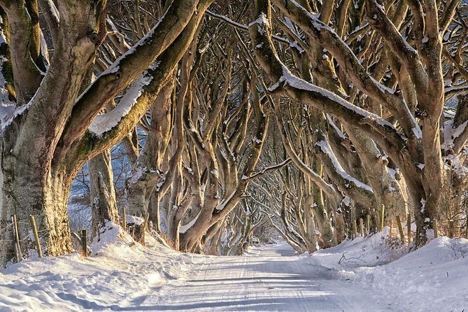 Giant's Causeway and more including Titanic Experience Ticket Tour from Belfast - Stop 3: Dark Hedges, the King’s Road in Game of Thrones