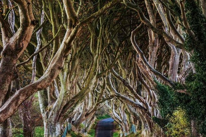 Giant's Causeway Full Day Tour from Belfast - Stop 1, the Dark Hedges: 20 minutes for the Game of Thrones photo lane