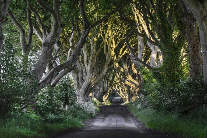 Giants Causeway, Rope Bridge, Carrickfergus Castle and Dark Hedges Tour - Key highlights at a glance