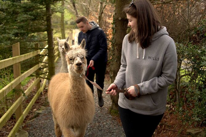 Guided Scenic Alpaca Trekking Experience Northern Ireland - How the 90-minute experience flows, from ranger meet to coffee island