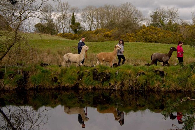 Guided Scenic Alpaca Trekking Experience Northern Ireland - Meeting your alpaca: how the animal part is set up