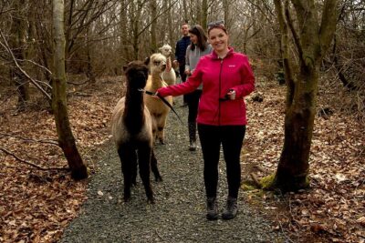 Guided Scenic Alpaca Trekking Experience Northern Ireland