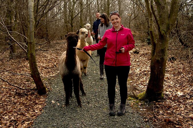 Guided Scenic Alpaca Trekking Experience Northern Ireland - The trail route: farmland, woodland, ponds, and nine bridges