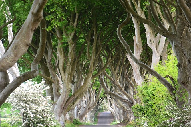 Morning Giant's Causeway Half Day Tour from Belfast - Key things to know before you go
