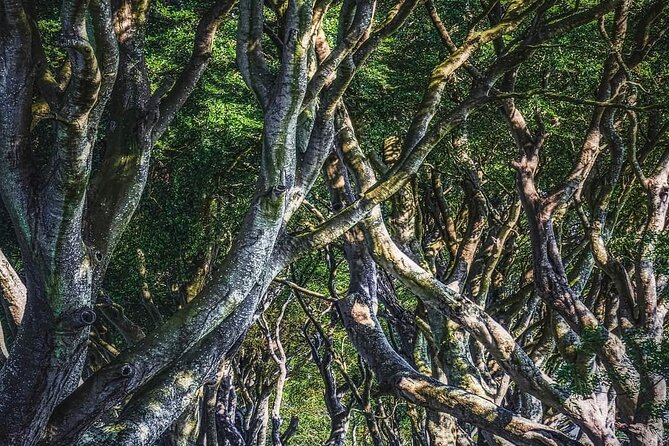 Private Coast Tour in Belfast - How this private day tour works (and why it feels stress-free)